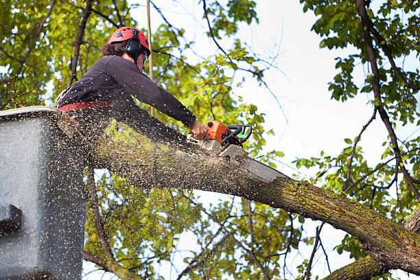 Trusted Commercial Point, OH Tree Care Services Experts